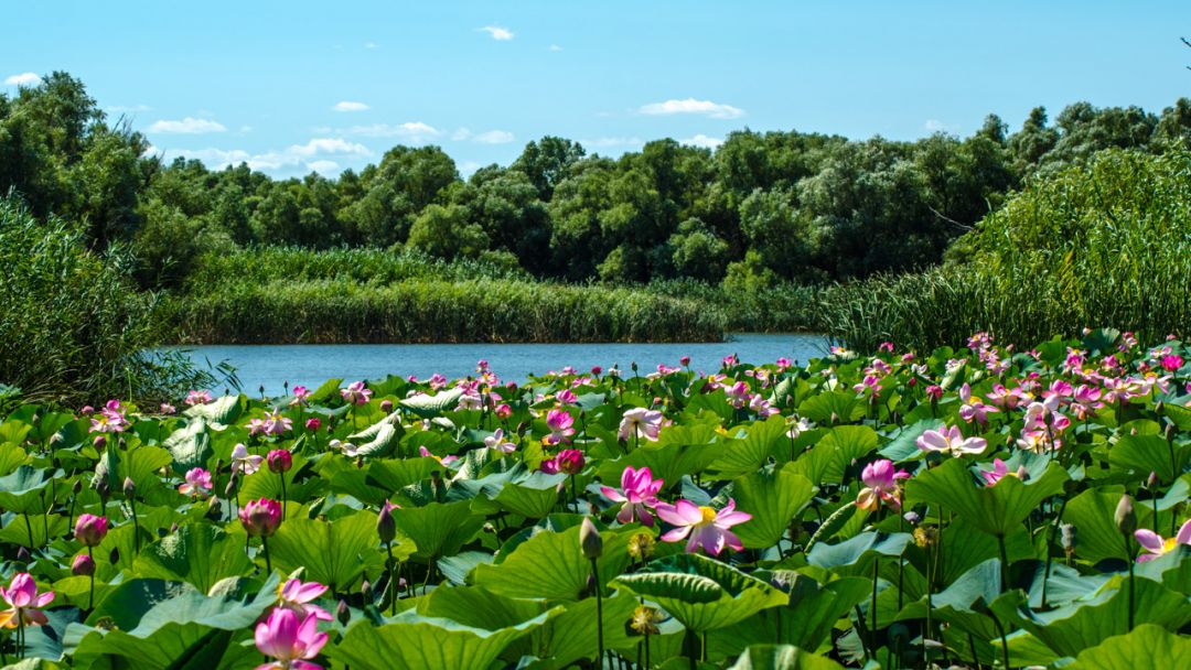 Лотосные поля г. Астрахань - экскурсия на автобусе из Волгограда