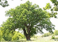 Ольховка - экскурсия в монастырь